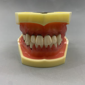 Oraal Model Voor Het Oefenen Van Parodontale Pathologie Tandheelkundige Calculusschaling - Product Image 2