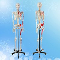 Aides pédagogiques, squelettes anatomiques en PVC de 180 cm, sciences médicales, modèle de squelette anatomique humain avec système nerveux et muscles