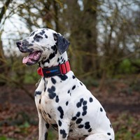 Collier tactique pour chien en nylon robuste de qualité supérieure, avec poignée rembourrée en néoprène, patchs personnalisables, vente en gros, collier d'entraînement pour chien pour l'extérieur