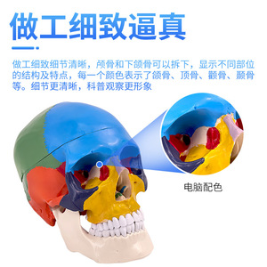 Modèle de crâne humain médical, modèle de crâne simulé à l'échelle 1:1, Département de Neurologie, Modélisation fonctionnelle colorée des zones du crâne - Product Image 3