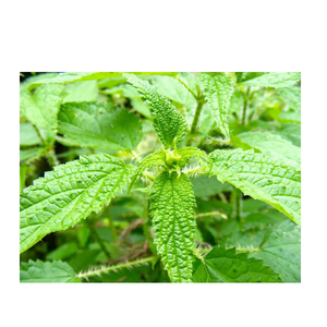 Feuilles de marrue (Urtica Dioica) séchées en vrac, naturelles, pour la fabrication alimentaire, la préparation de thé et la vente en gros commerciale - Product Image 5