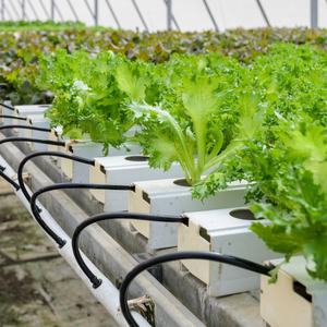 Perlite agricole de qualité supérieure en vrac, 50L 100L, pour l'horticulture, la culture et l'agriculture - Product Image 4