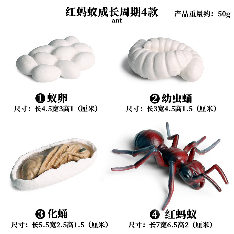 1307 Red ant growth cycle 4 sets