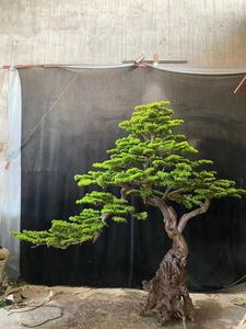 Bonsaï d'arbre <span class=keywords><strong>de</strong></span> pin artificiel personnalisé en <span class=keywords><strong>fibre</strong></span> <span class=keywords><strong>de</strong></span> <span class=keywords><strong>verre</strong></span> avec racines sculptées, ornement paysager pour intérieur et extérieur, bonsaï <span class=keywords><strong>de</strong></span> pin préservé - Product Image 4