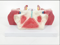 Modèle d'anatomie du système urinaire à double sexe (6 parties) Matériau PVC réaliste et durable pour une utilisation à l'hôpital/à l'école