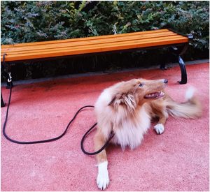 NIBAO Hundeleine mit Befestigungsschnur, Lange Leine 8-10-13-15-20-25-30-35-40-50-65 FT Nylon-Kontrollkordel für Mittelgroße und Große Hunde - Product Image 5
