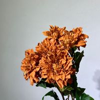 Bunga Dahlia Buatan Real Touch Li006 Bulk Moist, Tangkai Besar, Sutra, untuk Dekorasi Pernikahan, Hotel, dan Pengaturan Luar Ruangan, Bunga Realistis