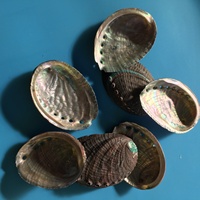 Grand bol artisanal en coquille d'ormeau naturelle pour brûler le sauge, décoration d'intérieur et ornement