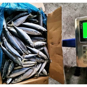 Tên khoa học của đông lạnh toàn bộ Thái Bình Dương Cá Thu cá trên bán với giá tốt nhất của Thái Bình Dương Cá Thu - Product Image 6