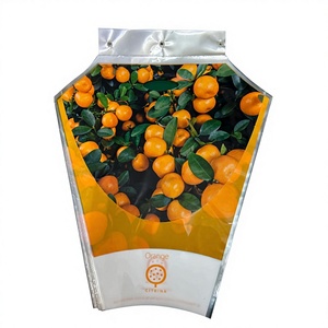 Árbol de Calamondín en Maceta, Planta Cítrica de Interior para Hogar y Jardín, Bolsas para Plantas con Logotipo Personalizable - Product Image 1