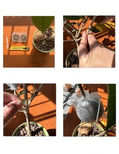 Boîte de propagation pour racines de plantes, réutilisable, pour bouturage aérien, outils de greffage - Product Image 3