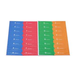 ของเล่นเพื่อการศึกษาสำหรับเด็ก DIY โมเดลยีน DNA ของมนุษย์ แบบเกลียวคู่ อุปกรณ์ช่วยสอนวิทยาศาสตร์สำหรับเด็ก ของเล่นเสริมการเรียนรู้สำหรับนักเรียน - Product Image 5