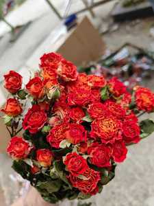 Flor de rosas secas de rosas de varias cabezas de flores de Venta caliente G140 para decoración/hogar/boda para Arreglo de ramo de flores - Product Image 5