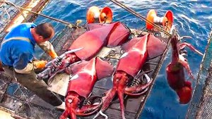 Rouleaux de pêche rouges en acier inoxydable 304 pour la pêche à la traîne, pour <span class=keywords><strong>calamar</strong></span> et maquereau, avec leurres artificiels, moulinets de spinning - Product Image 6