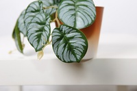 Tanaman Artifisial Simulasi Tinggi 18CM dengan Daun Warna Putih dalam Pot Kecil untuk Dekorasi Meja Rumah Dalam Ruangan