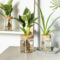 Vases de propagation en verre vides 8,5 cm x 10 cm pour boutures de plantes, pour la maison, le bureau ou comme cadeau de pendaison de crémaillère