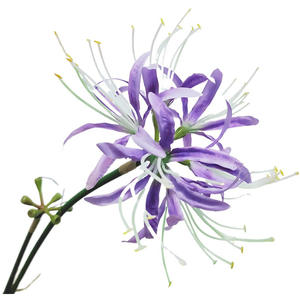 Equinox <span class=keywords><strong>fleur</strong></span> de soie, fleurs de <span class=keywords><strong>higanbana</strong></span> artificielles pour la décoration de vase de maison - Product Image 4