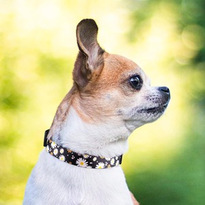 Luxury Custom Polyester Small <strong>Dog</strong> <strong>Collar</strong> with Animal Pattern Elegant Rose Gold Buckle Breakaway Anti-Choke Design Sash <strong>Bell</strong> - Product Image 3