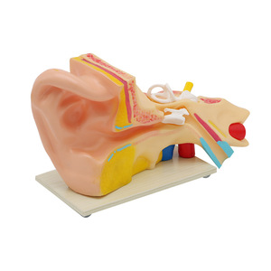 Modello Anatomico di Orecchio Umano in PVC Biologico, Modello Gigante per Educazione Medica, Modello 3D Ingrandito 3 Volte, Certificato CE/ISO - Product Image 5