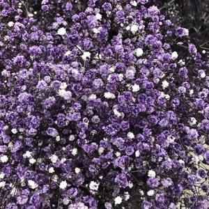Regalo <span class=keywords><strong>de</strong></span> San Valentín, Gypsophila <span class=keywords><strong>Paniculata</strong></span> Seca y Preservada, <span class=keywords><strong>Flor</strong></span> <span class=keywords><strong>de</strong></span> Baby's Breath Eterna - Product Image 6
