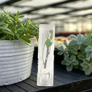 Hộp nhựa PET tái chế tùy chỉnh, dạng vỏ sò, dùng một lần, bảo vệ vận chuyển hoa và cây cảnh - Product Image 6