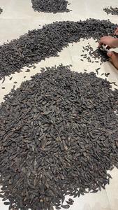 Pequeño negro Harad Churan/Bal Harad en polvo producto agrícola Kali Harada Haritaki - Product Image 6