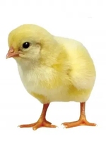 Poussins congelés d'un jour pour serpents, lézards, crocodiles, renards, faucons, scinques et oiseaux de proie, etc.