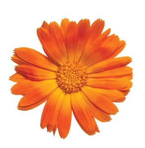 مسحوق اللوتين العضوي النقي، مستخلص طبيعي بنسبة 20٪ من اللوتين - Product Image 3