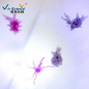 School Teaching Medical Parasitology Prepared Slides Set Parasitology Slides <strong>Microscope</strong> Prepared Slides - Product Image 6