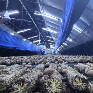 African Mushroom <b>Greenhouse</b> Commercial Mushroom Growing <b>Greenhouse</b> 10x30m | Humidity Control + Ventilation System - Product Image 5