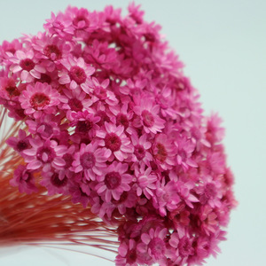 Fiori Secchi Conservati di Elicriso e Margherita per Decorazione - Product Image 3