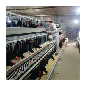 TBB yeni çelik hayvan kafesleri a-tipi kafes tavuklar kuşlar otomatik katman tavuk Coop pil kafes tavuk kuş hevesleri 'go-to - Product Image 3