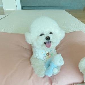 Lindo Babero Bordado con Diseño de Oso Coreano para Perros, Babero para Mascotas, Babero para la Saliva, Bichón Frisé, Oso de Peluche, Pomerania, Bufanda para Gatos - Product Image 3