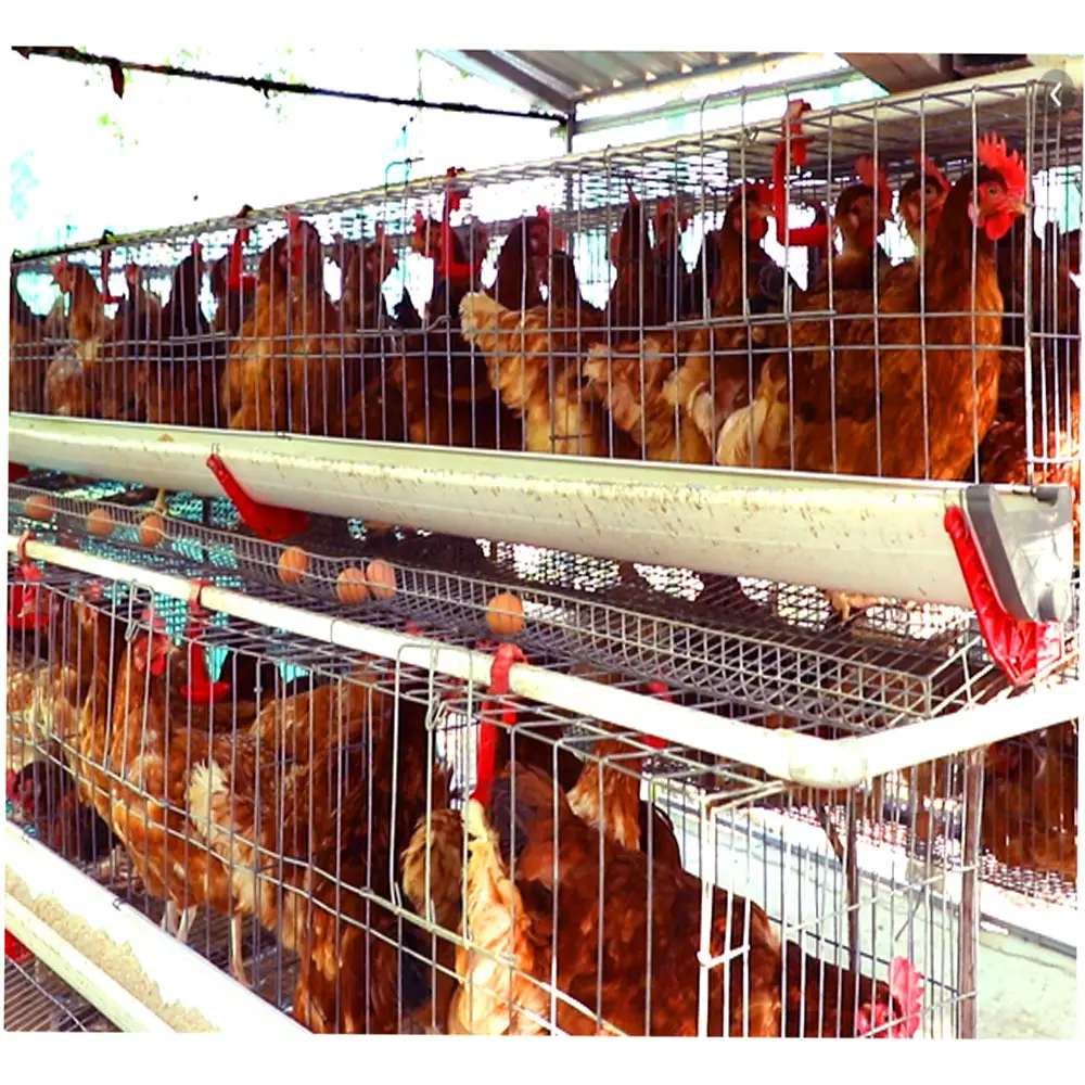 Venta caliente galvanizado automática de un tipo de jaulas de pollo capa de aves de corral para equipos agrícolas
