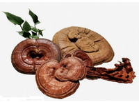 Lingzhi Reishi Extrait De Champignon Ganoderma Lucidum Polysaccharide Extrait Poudre