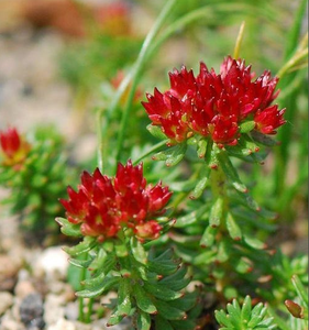 <span class=keywords><strong>Rhodiola</strong></span> <span class=keywords><strong>Rosea</strong></span>エキスパウダー98% サリドロサイドパウダー工場供給 - Product Image 3