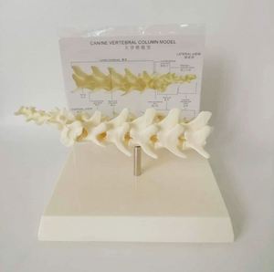 Modelo de vértebras lumbares para perros KyrenMed, modelo de columna vertebral canina de 5 piezas, modelo de columna vertebral de perro para enseñanza de mascotas veterinarias - Product Image 2