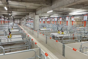 Thiết bị điều chỉnh lợn nái heo con hệ thống bút đẻ với sàn lợn bằng nhựa cho Chăn Nuôi Lợn nái và Lợn Con - Product Image 6