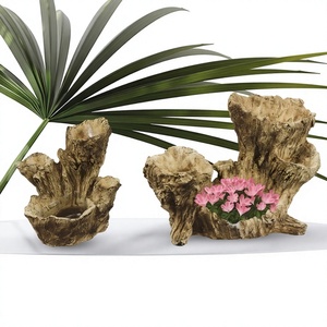 Raíz de Scano - Product Image 1