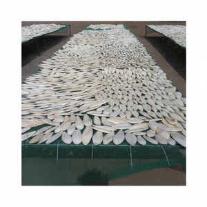 HUESOS SECOS DE SEPIA DE ALTA CALIDAD PARA MASCOTAS Y REPTILES - Product Image 1