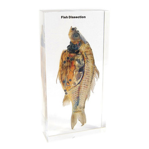 Gelsonlab HSBS-038 Lagarto <span class=keywords><strong>de</strong></span> Árbol Crestado, Espécimen Biológico Encapsulado - Product Image 3