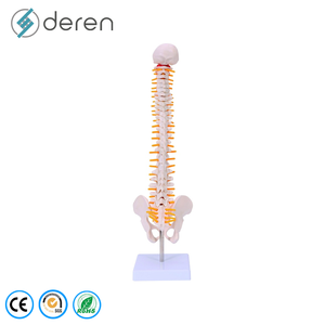 Modèle de colonne vertébrale humaine flexible grandeur nature avec bassin, modèle anatomique pour l'éducation - Product Image 2