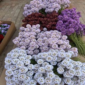 LO-1291 Fleur artificielle Scabiosa violette à 3 têtes en soie pour guirlande <span class=keywords><strong>de</strong></span> fleurs DIY, bouquet <span class=keywords><strong>de</strong></span> <span class=keywords><strong>mariée</strong></span>, cabine photo - Product Image 5