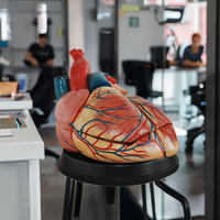 DARHMMY Nuevo Modelo de Corazón Anatómico Jumbo de PVC, Corazón Grande para Estudio de Anatomía, Hecho en China para Ciencias Médicas
