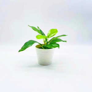 Plantes artificielles en pot, style mini bonsaï, verdure en plastique pour la décoration de la maison, du bureau ou du bureau à domicile, hauteur 13 cm, fabriqué en Chine - Product Image 4