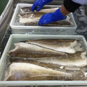 Morue charbonnière congelée de qualité supérieure Morue noire HG Tailles de coupe entières Morue de qualité supérieure Morue séchée Morceaux de poisson de Norvège Emballage de sac en balles de 30 à 45kg - Product Image 4