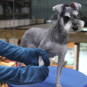 Custom Microfibre <strong>Dog</strong> <strong>Towel</strong> Grooming <strong>Dog</strong> <strong>Drying</strong> Pet <strong>Towel</strong> Bathrobe <strong>Towel</strong> for <strong>Dog</strong> - Product Image 4