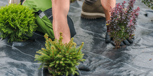 Vente à bas prix de tissu à membrane géotextile anti-herbe pour l'agriculture Paillis en plastique noir Tapis de contrôle des mauvaises herbes - Product Image 6