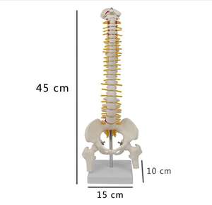 <span class=keywords><strong>Model</strong></span> Anatomi Tulang Belakang Manusia Ukuran Asli untuk Ilmu Kedokteran, <span class=keywords><strong>Model</strong></span> Anatomi Tulang Belakang Medis - Product Image 2