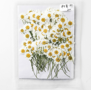 Flor de Manzanilla Seca Prensada <span class=keywords><strong>Real</strong></span> con Tallo, Especímenes de Flores Naturales en Resina Epoxi para el Día de la Madre y Navidad - Product Image 4